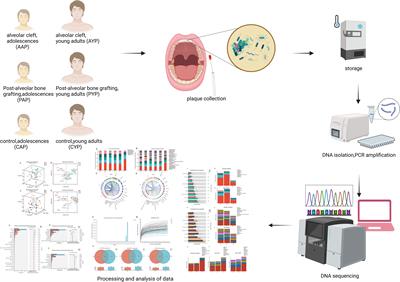 Characterization and functional prediction of the dental plaque microbiome in patients with alveolar clefts